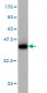 RAB6A Antibody (monoclonal) (M01)